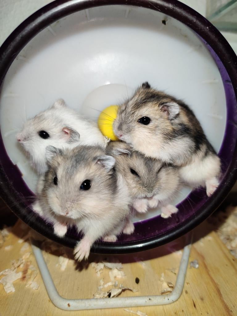 Tamme dwerghamsters uit het hamsterhuis (met kooi/spullen), Dieren en Toebehoren, Knaagdieren, Hamster, April, Meerdere dieren