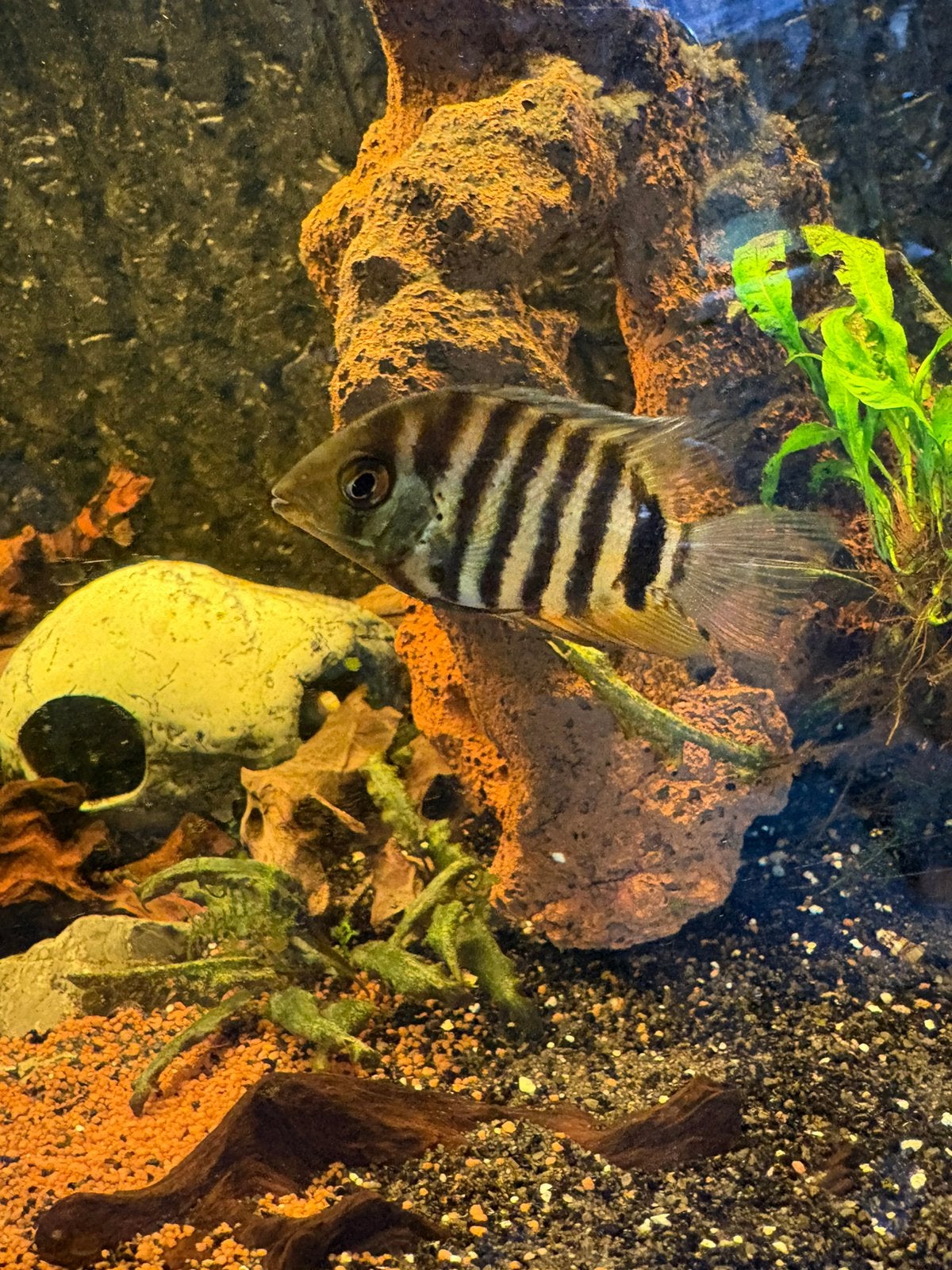 Zuid Amerikaanse Cichliden Heros Severum
