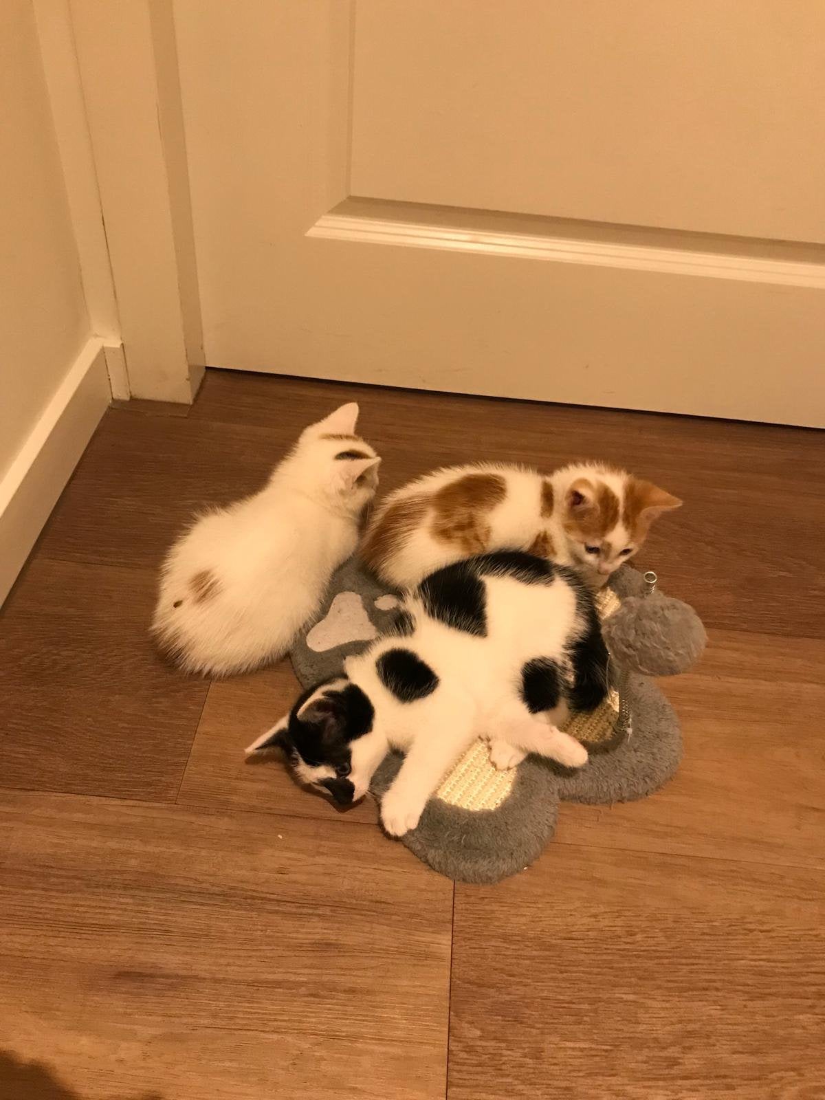 Fijn thuis gezocht voor onze lieve speelse kittens, Meerdere dieren, Kortharig, 0 tot 2 jaar