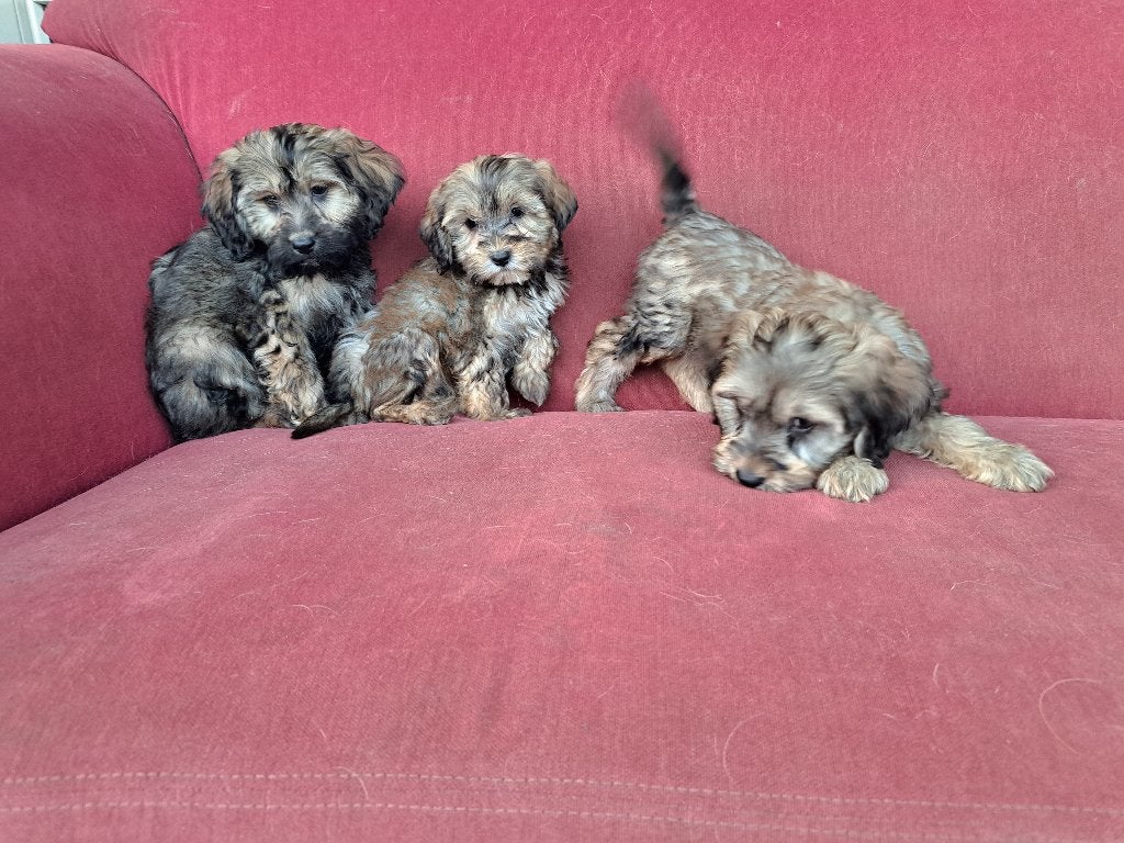 DIERENDAG !!!!!!!  maltipoo pups  ( 2 teefjes ), Maltezer, Nederland, CDV (hondenziekte), 8 tot 15 weken