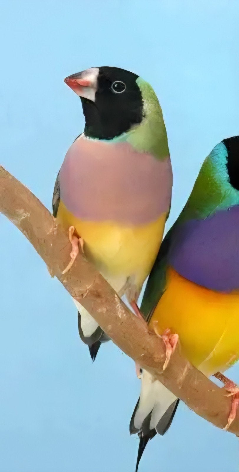 zaterdag 19 september weer gezellige vogelmarkt in Heerde, Dieren en Toebehoren, Meerdere dieren