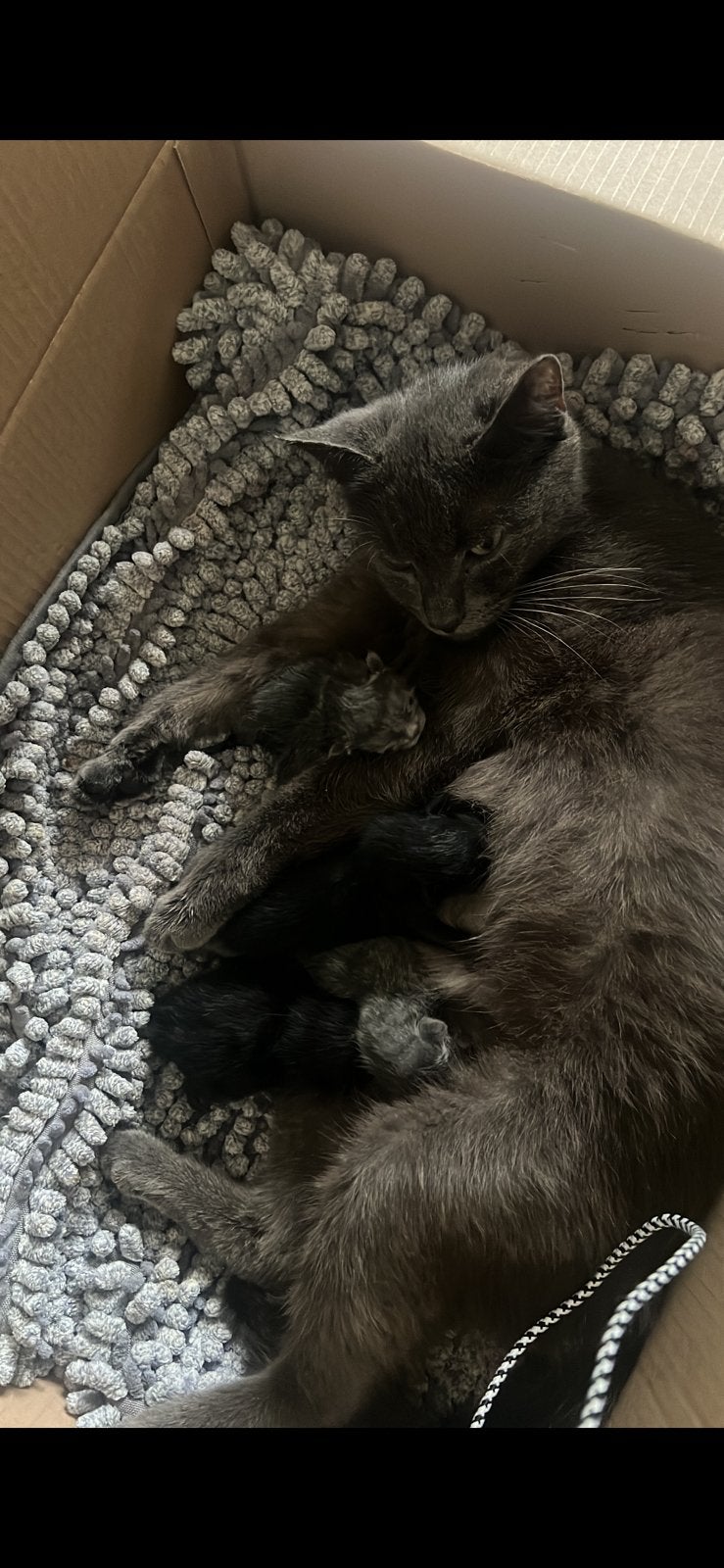 Kittens, Kater