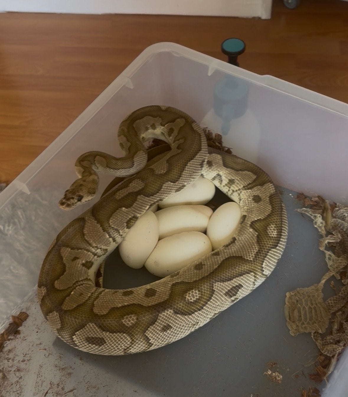 Proven ball python for sale Ball Python photo 3