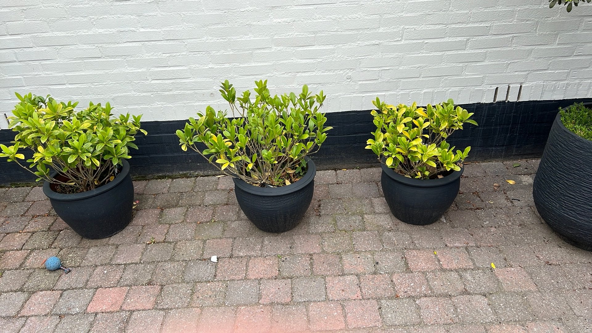 Drie mooie bloem potten, Ophalen of Verzenden, Overige soorten