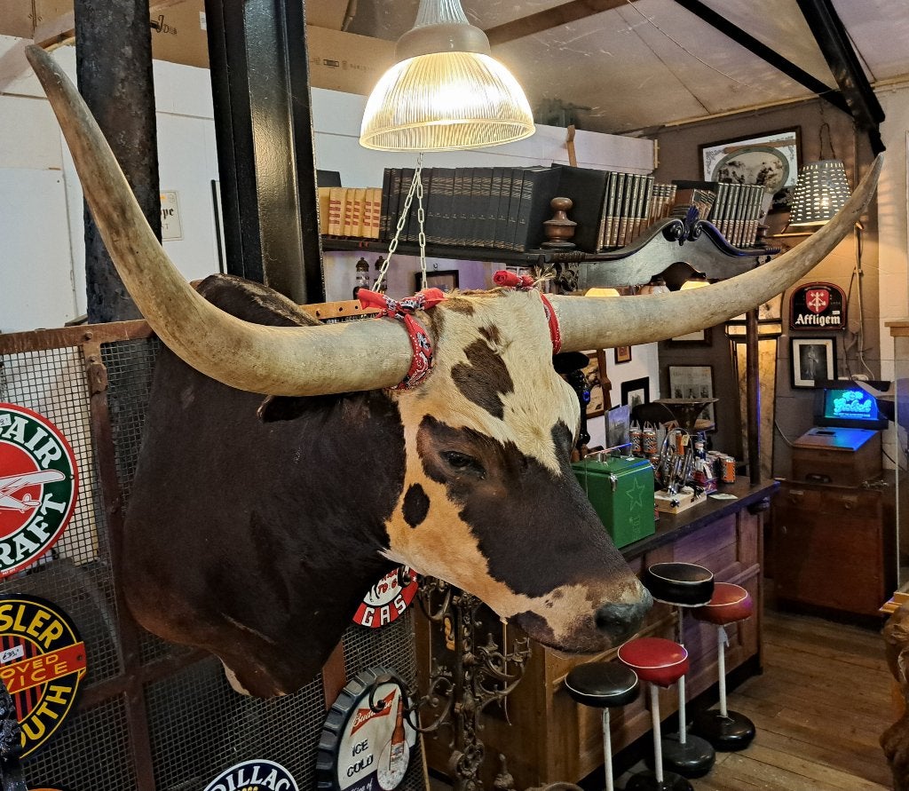 Opgezette Amerikaanse Longhorn 130 cm breed en is 97 cm diep, Antiek en Kunst, Ophalen