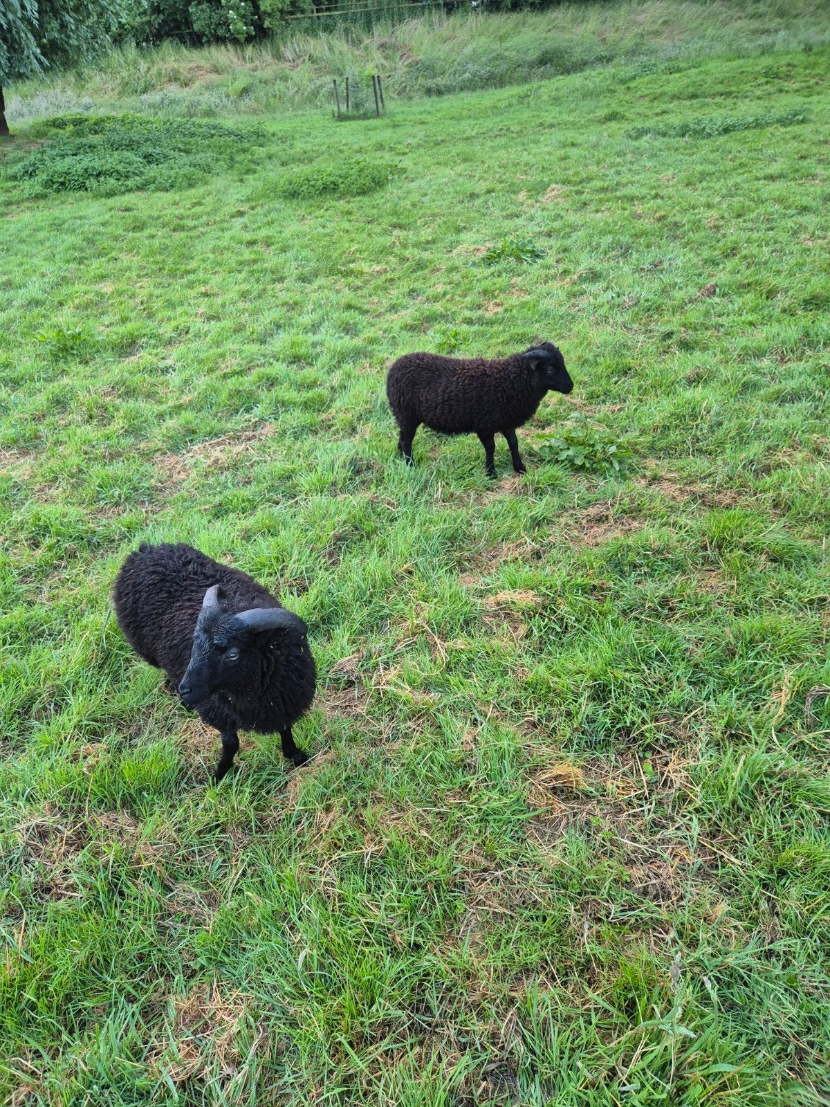 Ouessant ramlammeren, Mannelijk, Schaap, 0 tot 2 jaar