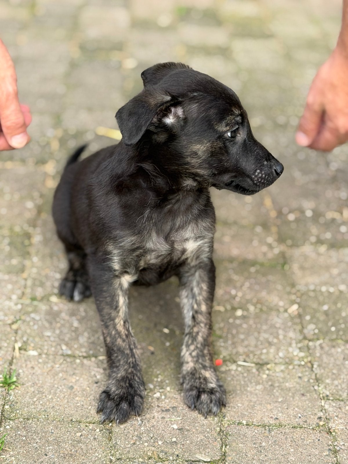 2 mooie reuen X herder pups zoeken nog een gouden mandje!, Dieren en Toebehoren, Honden | Herdershonden en Veedrijvers, HCC (leverziekte)