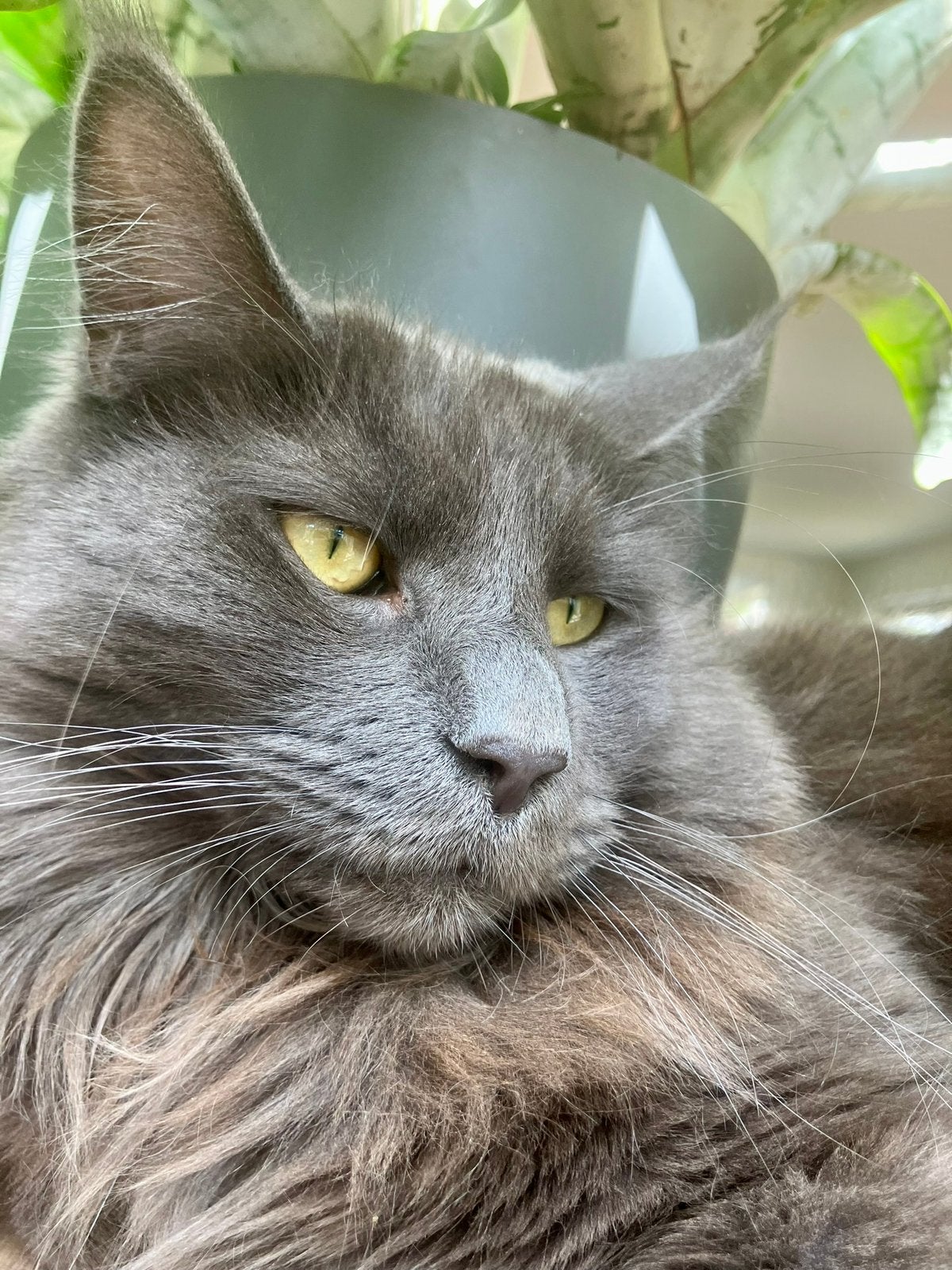 Roquefort (MainCoon van 4 jaar) zoekt een nieuw thuis, Kater, Met stamboom, 3 tot 5 jaar