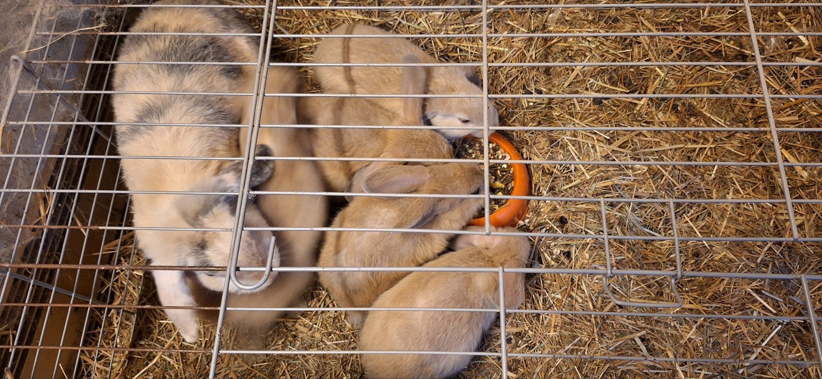 jonge konijntjes, Dieren en Toebehoren, Mannelijk
