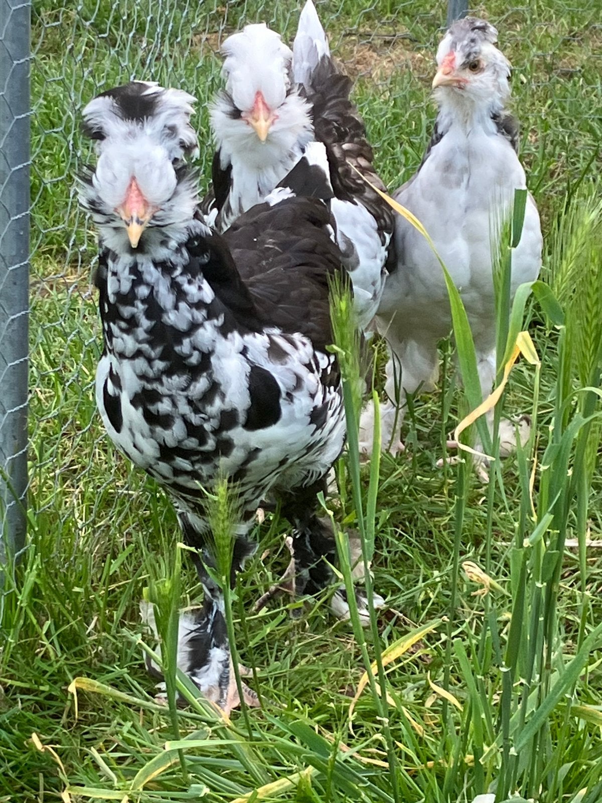 3 kuikens brahma kuifhoen kruising, Dieren en Toebehoren, Pluimvee, Geslacht onbekend, Kip