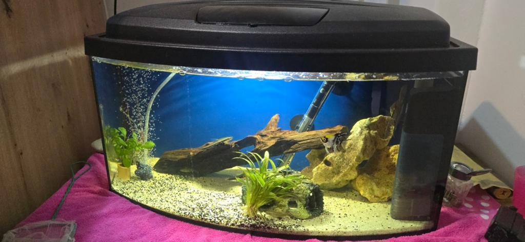 Complete aquarium set te koop, Dieren en Toebehoren, Vissen | Aquariumvissen, Vis