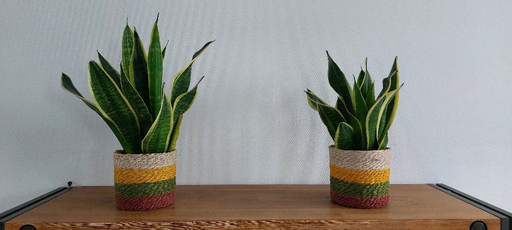 5 kamerplanten in pot + 3 waxinehouders, Ophalen, Halfschaduw, In pot, Minder dan 100 cm