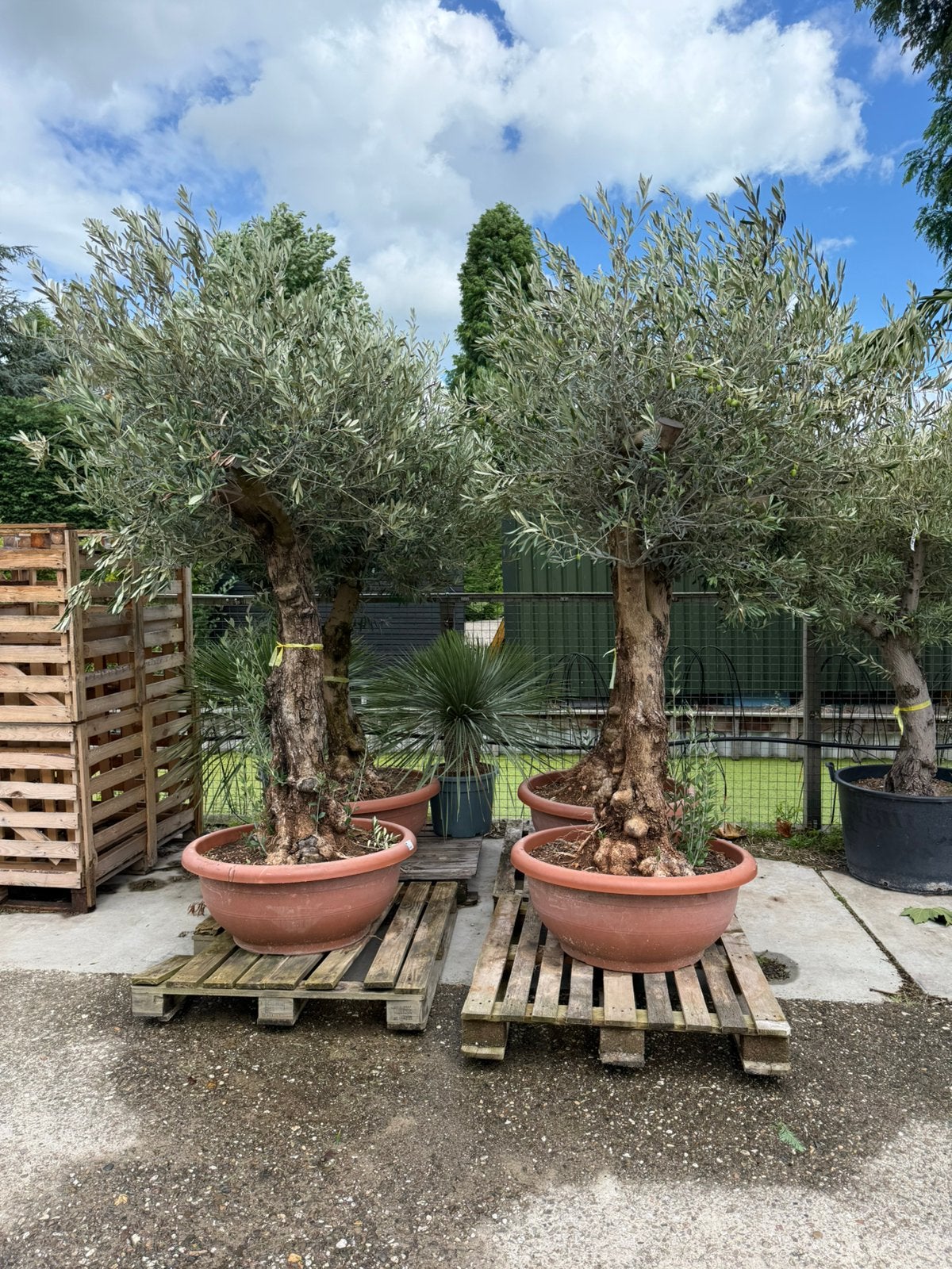 Nieuw olijfbomen op schaal mooie rustieke bomen mooi gelijk, 100 tot 250 cm, Olijfboom, Zomer, Ophalen