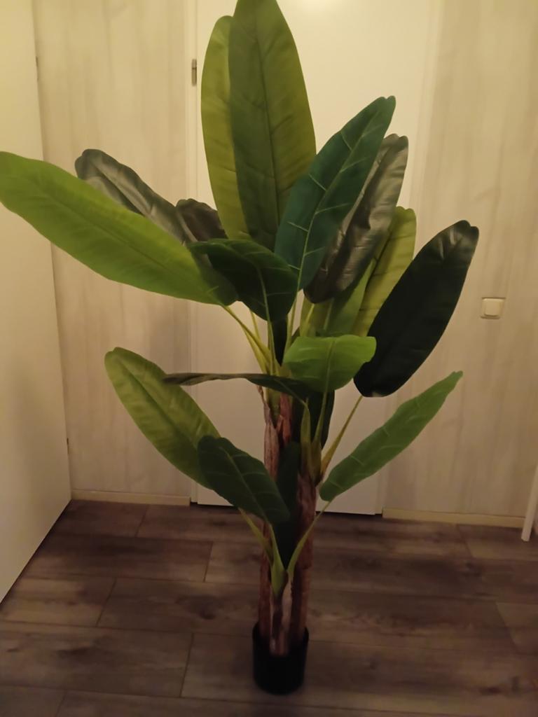 Bananenplant, Ophalen, Halfschaduw, 150 tot 200 cm