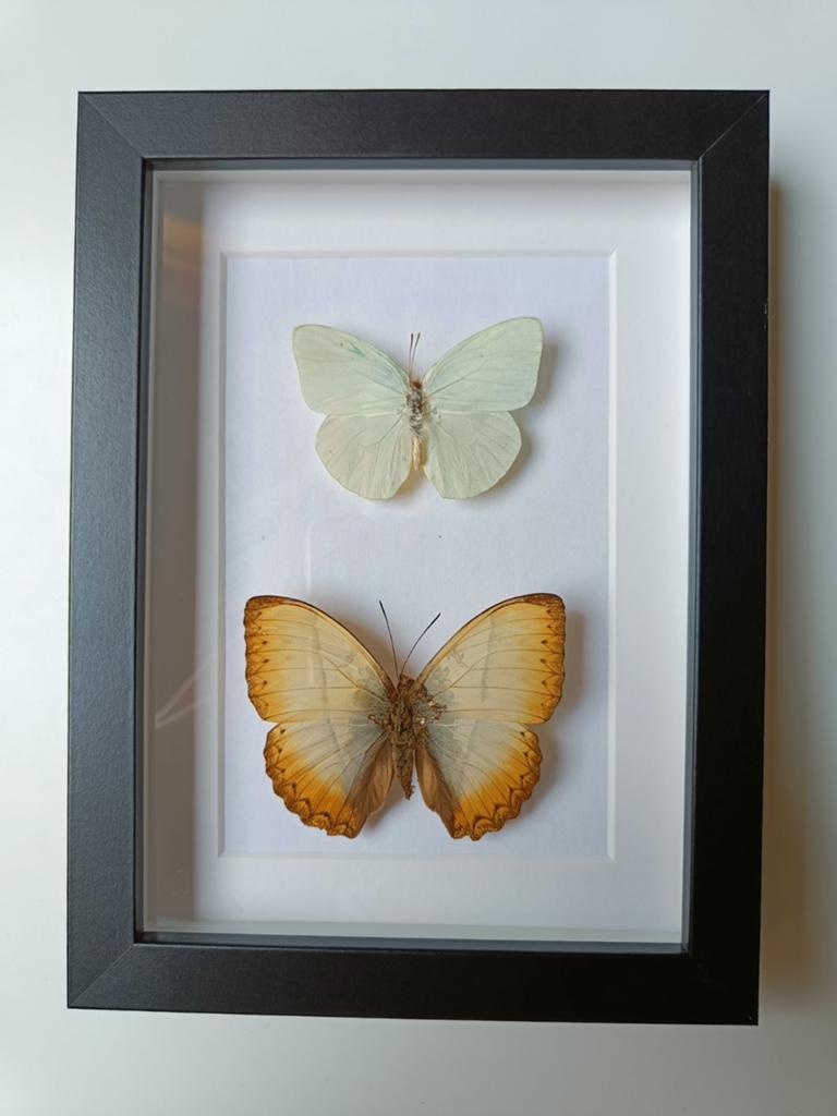Ingelijste vlinders - Decoratieve wanddecoratie, Ophalen of Verzenden, Zo goed als nieuw
