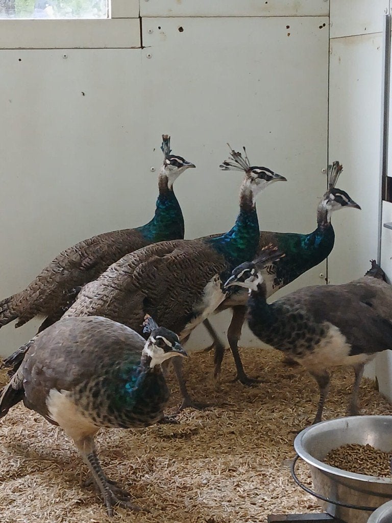 te koop jonge pauwen, Dieren en Toebehoren, Meerdere dieren, Overige soorten