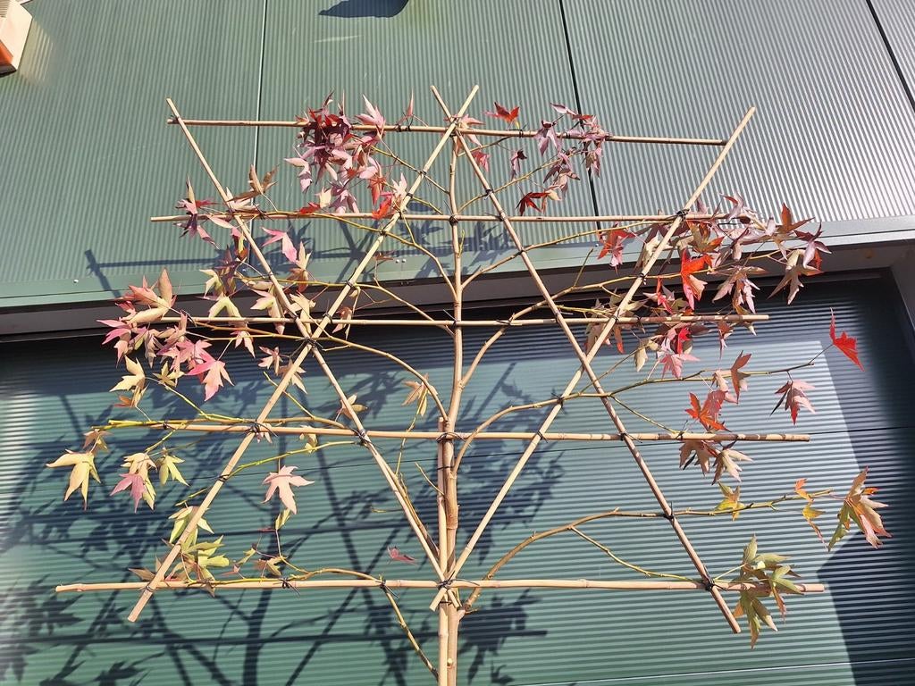 Amberboom hoogstam, leiboom, dakboom Liquidambar Worplesdon, Ophalen, Leiboom