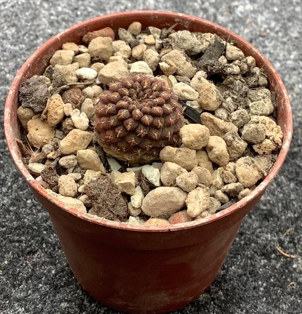 Cactus, Thelocephala, Ophalen of Verzenden, Cactus, Volle zon, Minder dan 100 cm