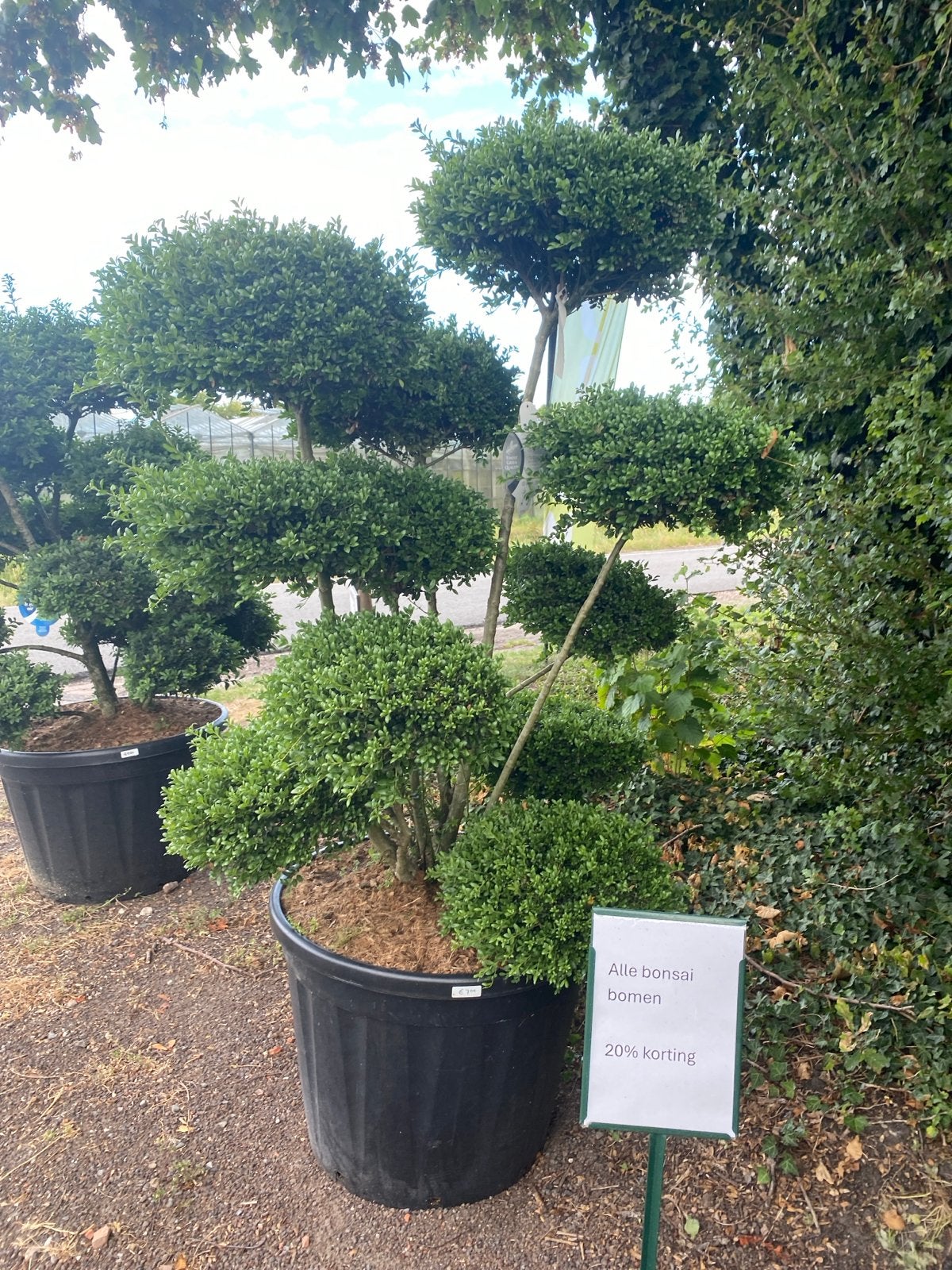 Bonsai boom - Nu 20% korting!, Bloeit niet, Halfschaduw, Overige soorten, 100 tot 250 cm