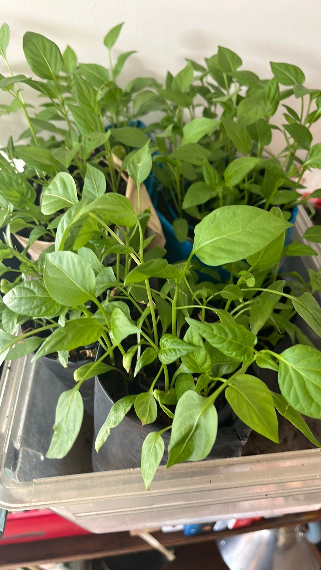 paprikaplantjes, Tuin en Terras, Planten | Tuinplanten, Ophalen, Eenjarig, Groenteplanten, Volle zon