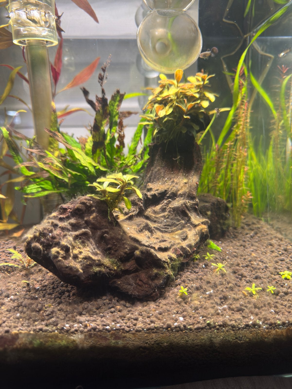 Kienhout met bucephalandra, Dieren en Toebehoren, Ophalen, Plant(en), Steen of Hout