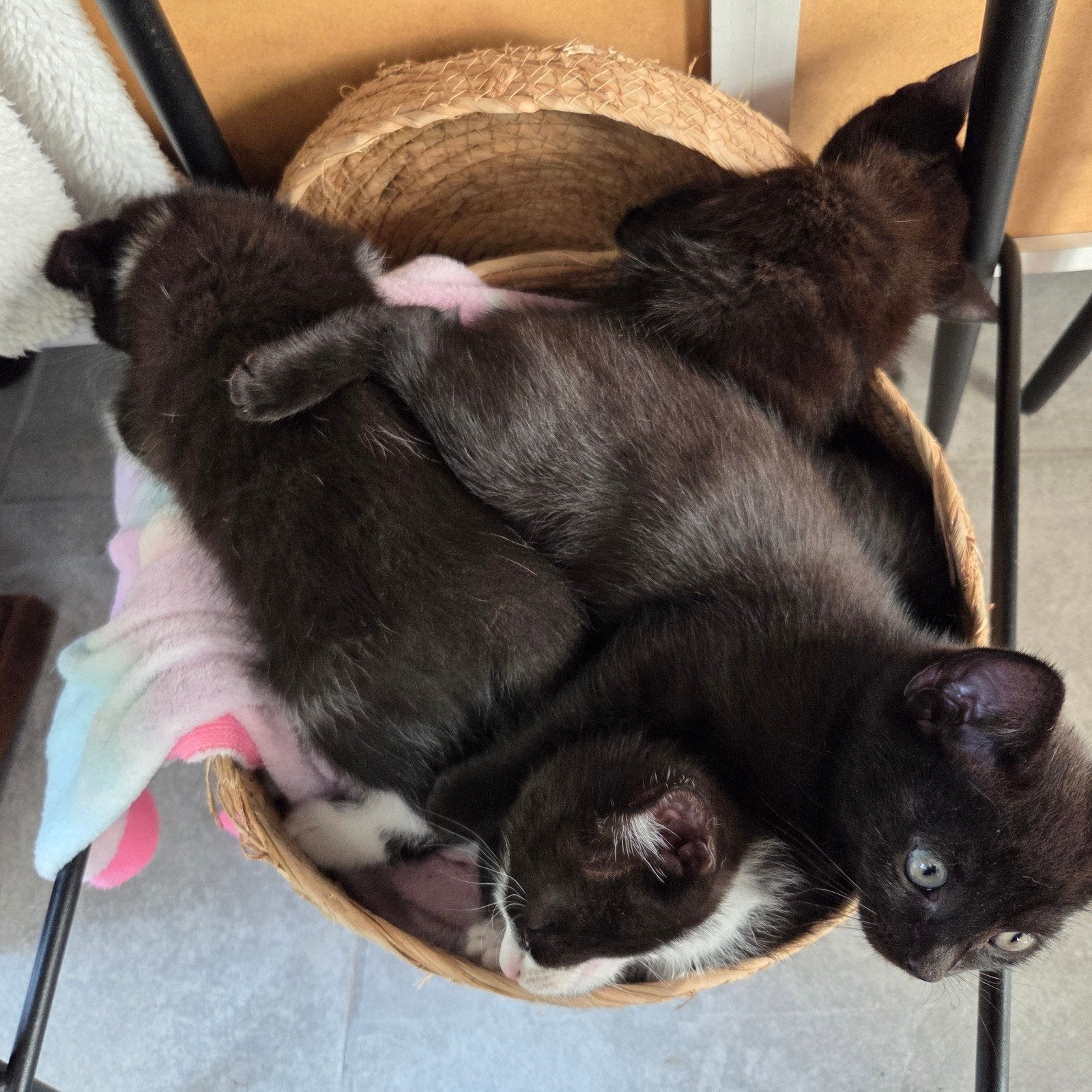 Kittens, Dieren en Toebehoren, Katten en Kittens | Overige Katten, Kater, 0 tot 2 jaar