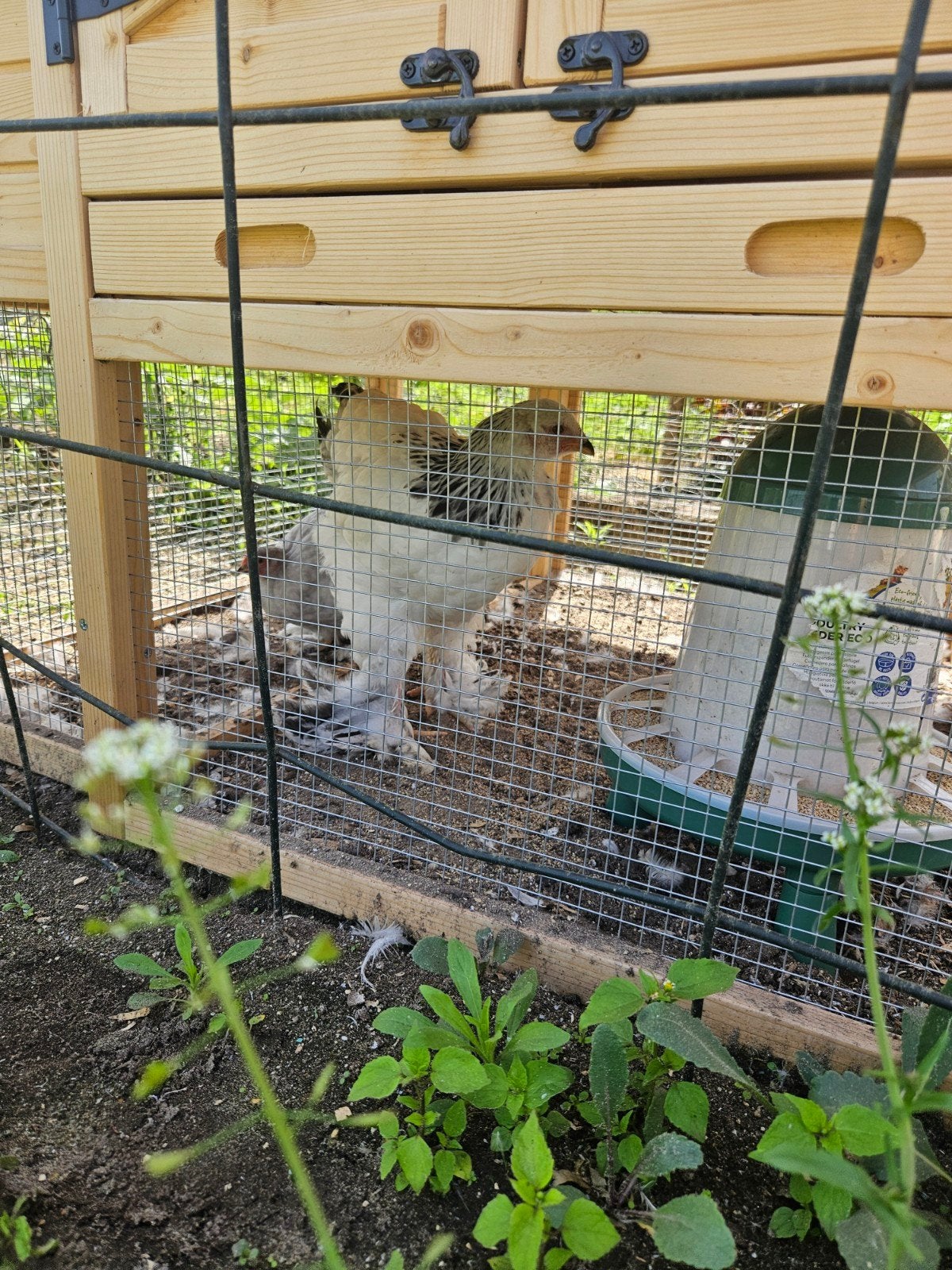 1 Brahma en 2 Cochins kippen / hennen, Dieren en Toebehoren, Pluimvee, Vrouwelijk, Kip