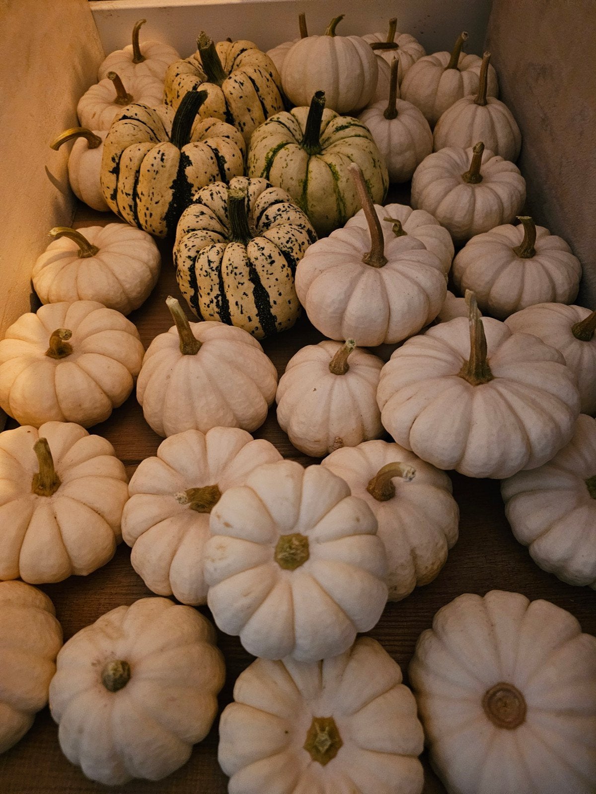 Decoratieve pompoenen - Wit en gestreept, Ophalen of Verzenden