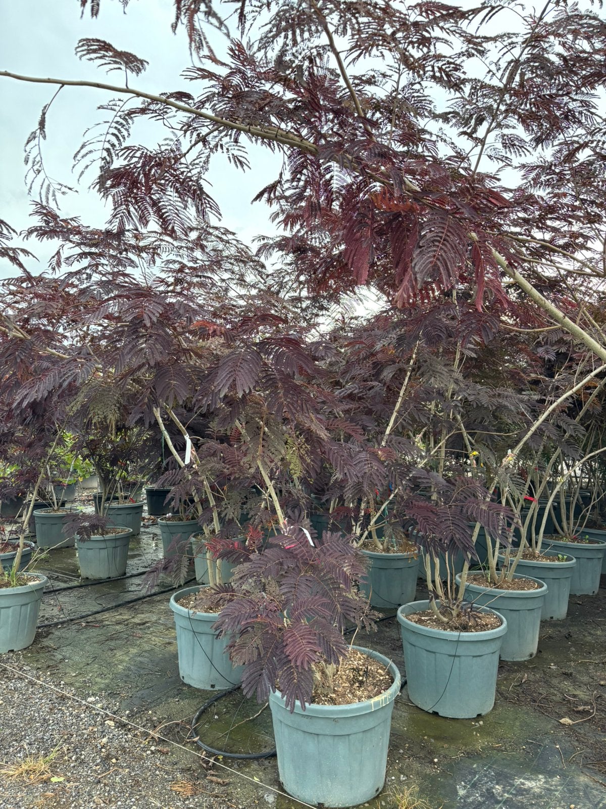 Albizia ‘Summer Chocolate’ – Meerstammige slaapboom, In pot, Halfschaduw, 250 tot 400 cm, Zomer