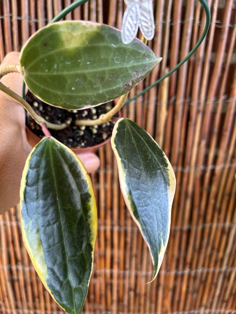 Hoya latifolia 'Albomarginata'🪴, Huis en Inrichting, Overige soorten, In pot, Minder dan 100 cm, Bloeiende kamerplant