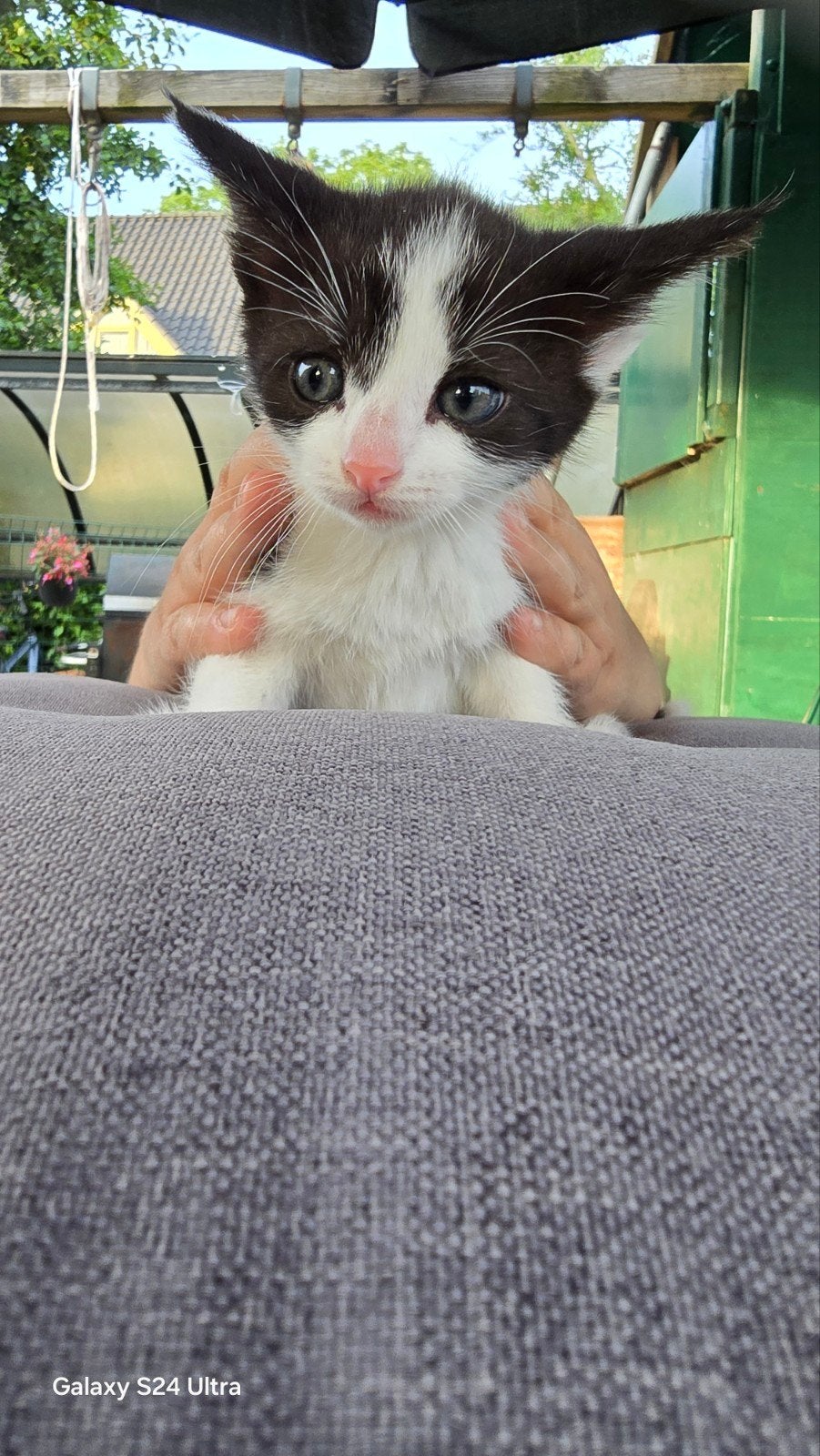 Kittens