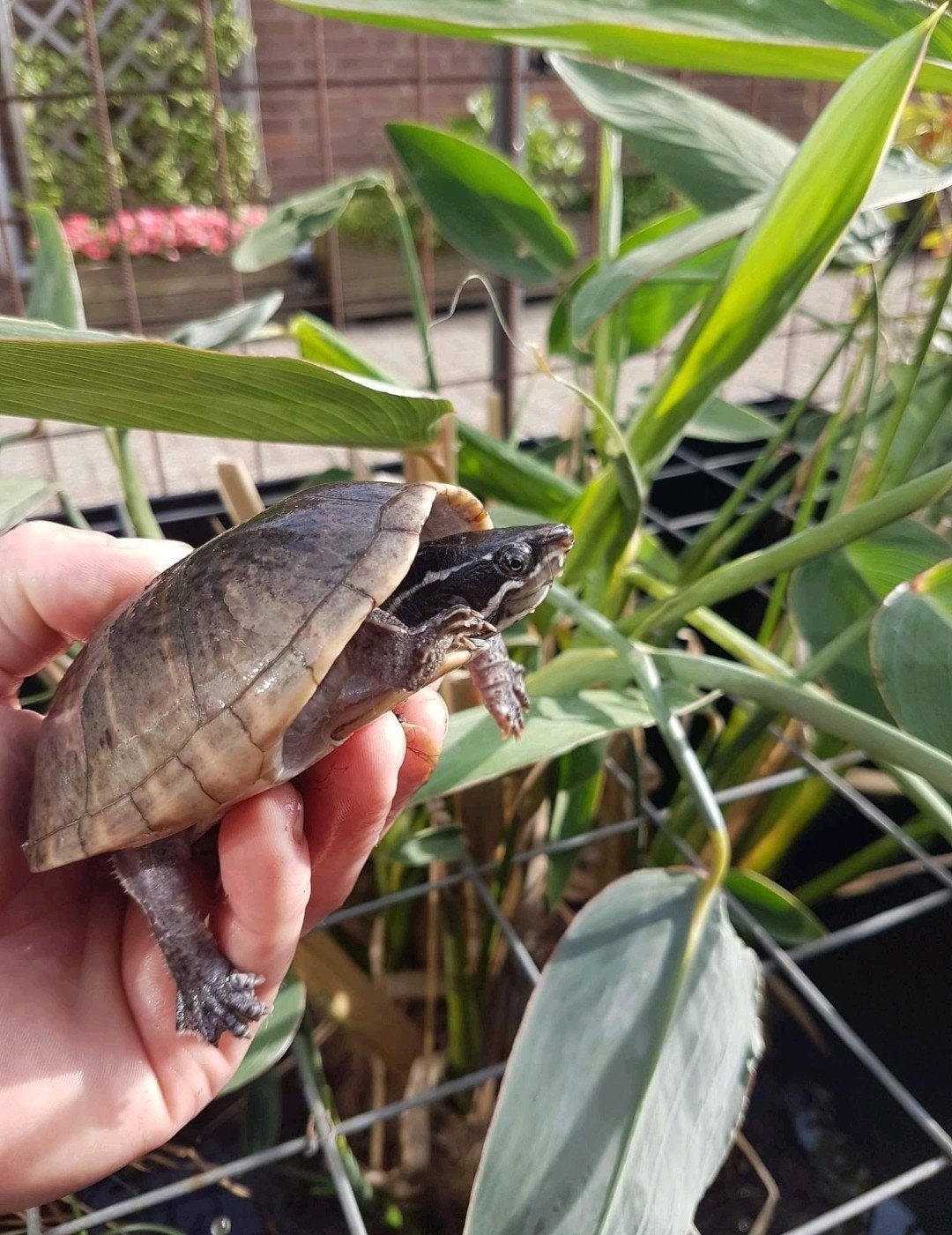 U zoekt een plek voor uw bijtschildpad - Waterschildpad ?

K, Schildpad