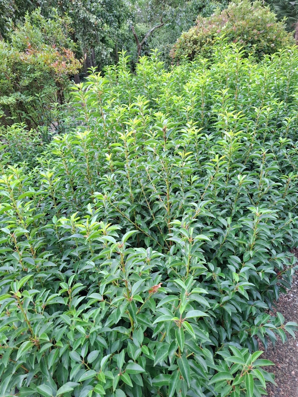 Portugese laurierplanten in potten (60-80 cm), Vaste plant, Bloeit niet, Halfschaduw, Ophalen