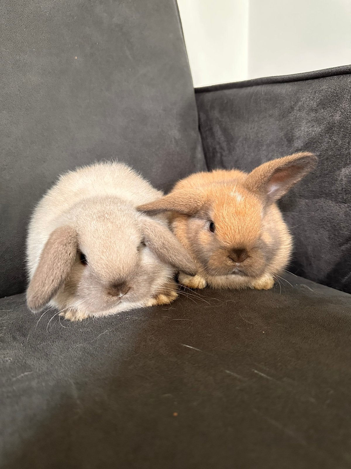Mini lop konijn, Dieren en Toebehoren, Konijnen, Dwerg, Vrouwelijk, 0 tot 2 jaar, Hangoor