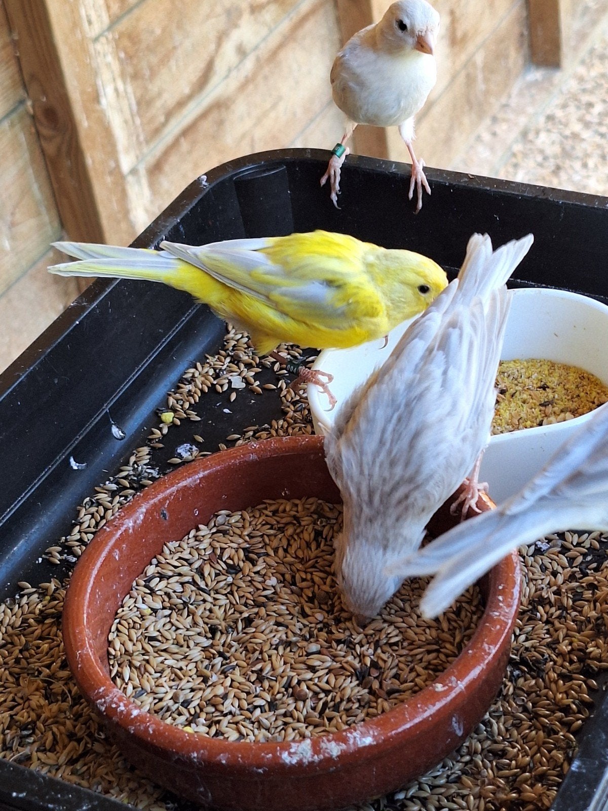 Kanaries Agaat Opaal in wit, geel of split Opaal.., Dieren en Toebehoren, Meerdere dieren, Geringd