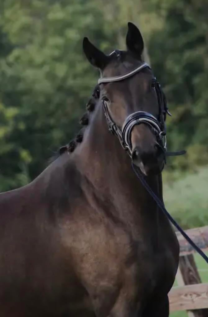 Aansprekende 4 jarige KWPN merrie v. Livius, Dieren en Toebehoren, Paarden, Merrie, Met stamboom, Dressuurpaard, Zadelmak