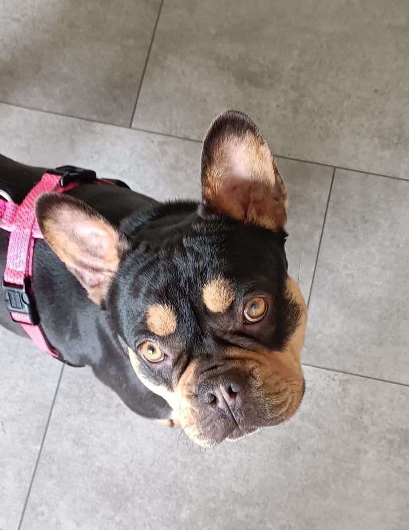 Te Koop franse bulldog Isabelle, 1 tot 2 jaar, Eén hond, Nederland, Particulier