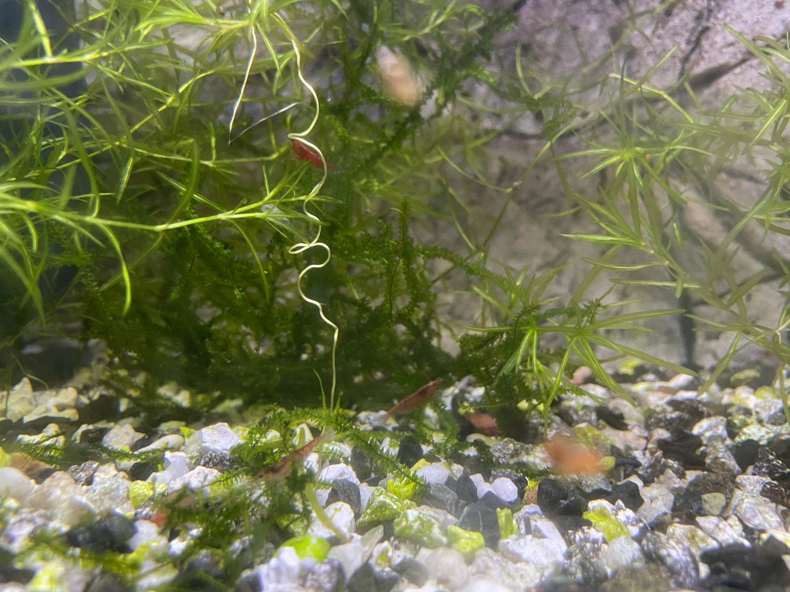 Cherry shrimp garnalen - €0,50 per stuk, Dieren en Toebehoren, Vissen | Aquariumvissen, Kreeft, Krab of Garnaal, Zoetwatervis