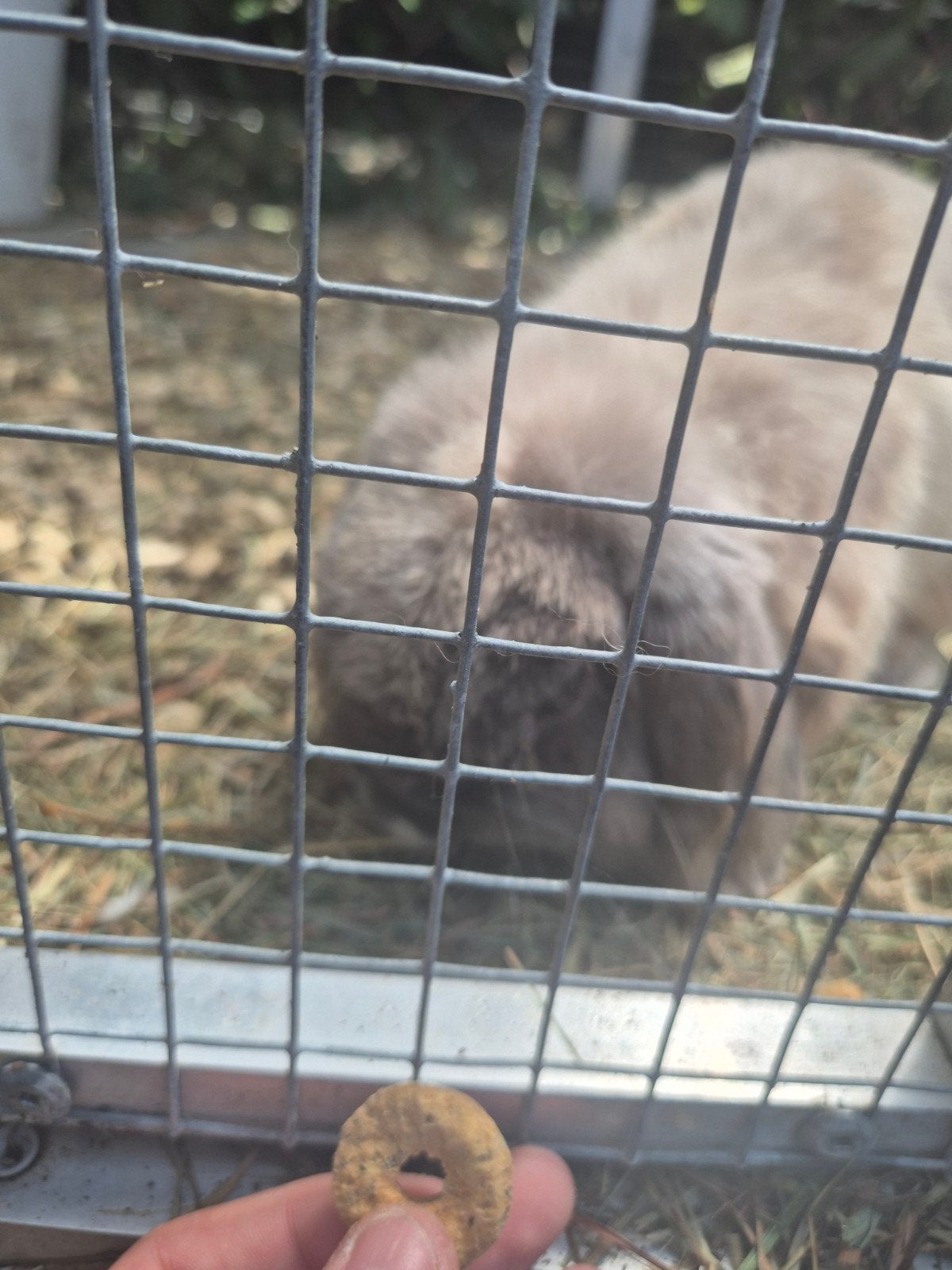 Mooi minilop konijntje met stamboom, Mannelijk, Middelgroot, Hangoor, 0 tot 2 jaar