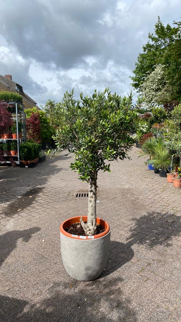 Mediteranne planten plus pot, Tuin en Terras, Ophalen, Overige soorten, Volle zon