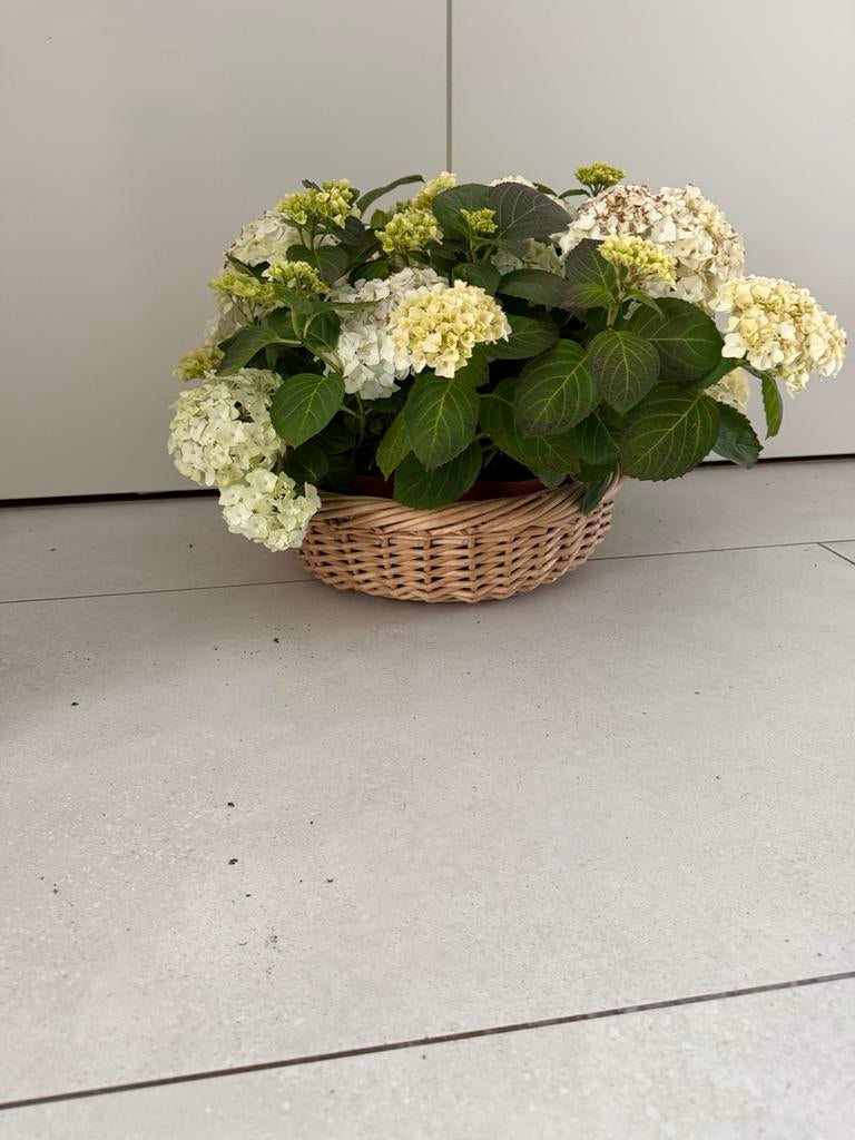 4 x Mooie rieten mand voor planten of decoratie, Mand, Rond, Ophalen of Verzenden, Zo goed als nieuw