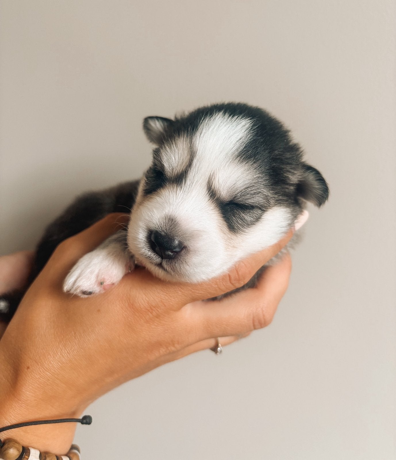 6 prachtige F2 pomsky pups zijn geboren 🩷🩷🩷🩷🩷🩵, Dieren en Toebehoren, Parvo, 8 tot 15 weken, Meerdere, Meerdere dieren
