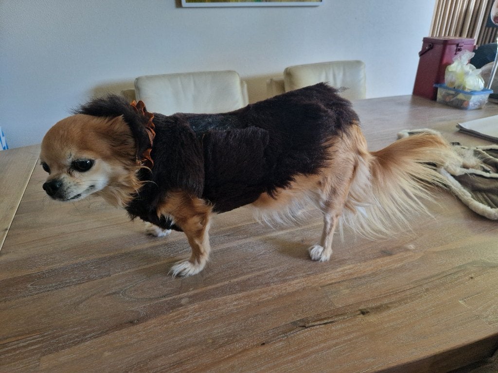 Bontjasjes voor Chihuahua, Ophalen of Verzenden, Gebruikt, Overige typen
