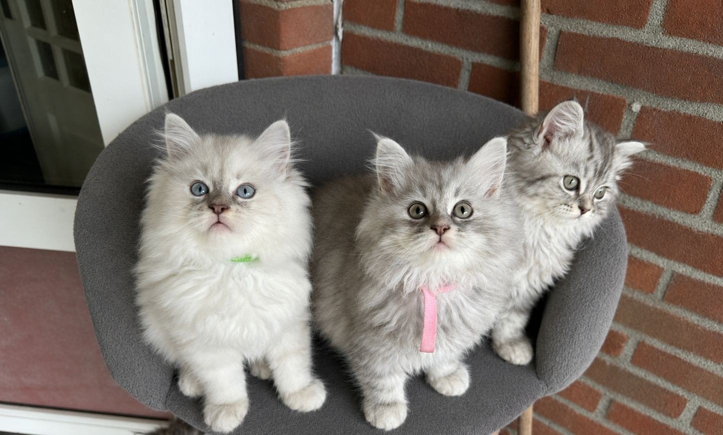 Maine coon  Sibeer, Dieren en Toebehoren, Meerdere dieren, Gechipt, 0 tot 2 jaar