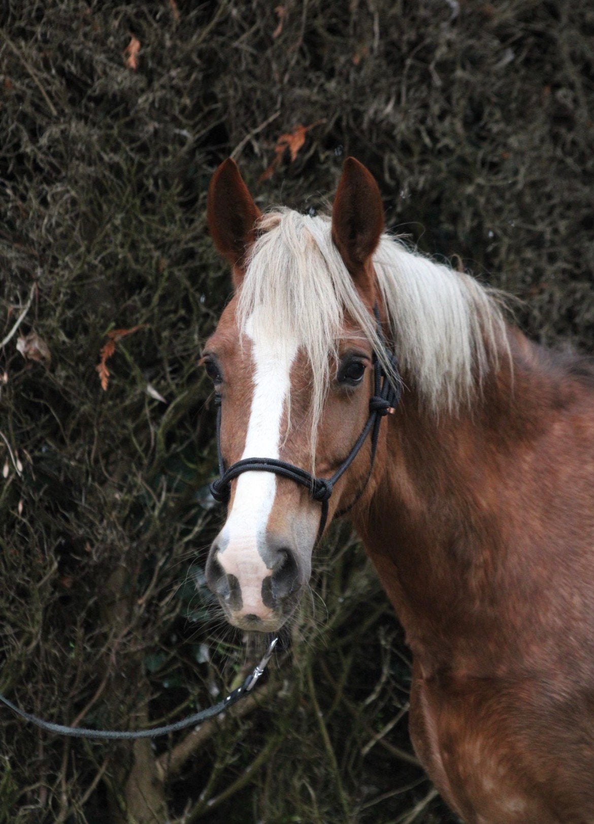 Unieke welsh Cob merrie, Dieren en Toebehoren, Met stamboom, Zadelmak, 11 jaar of ouder, Recreatiepony