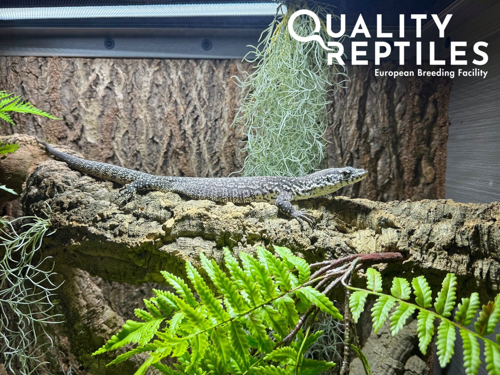 Mannelijke varanus similis (gevlekte boomvaraan) met terra Monitor Lizard photo 4