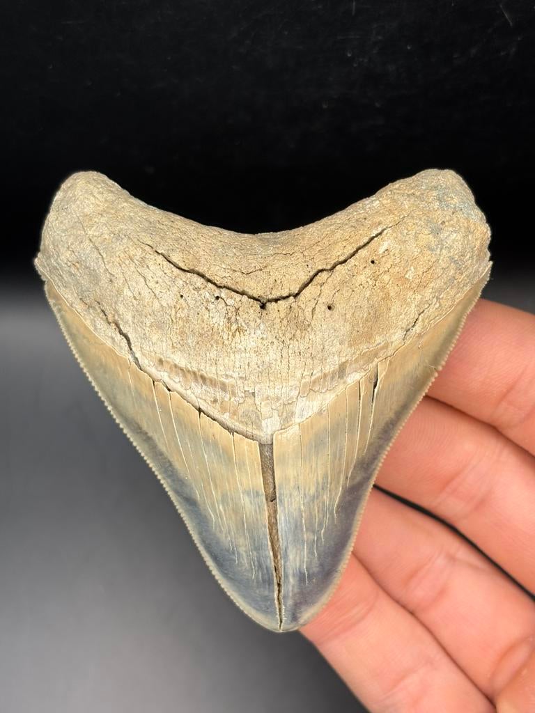 Megalodon fossiele haaientand Bone Valley, Verzamelen, Mineralen en Fossielen, Ophalen of Verzenden, Fossiel