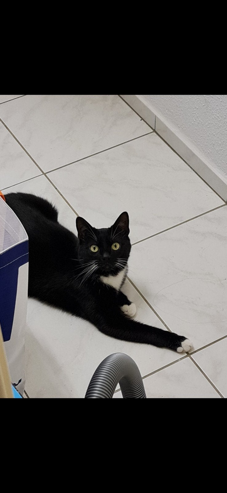 Leo, Kater