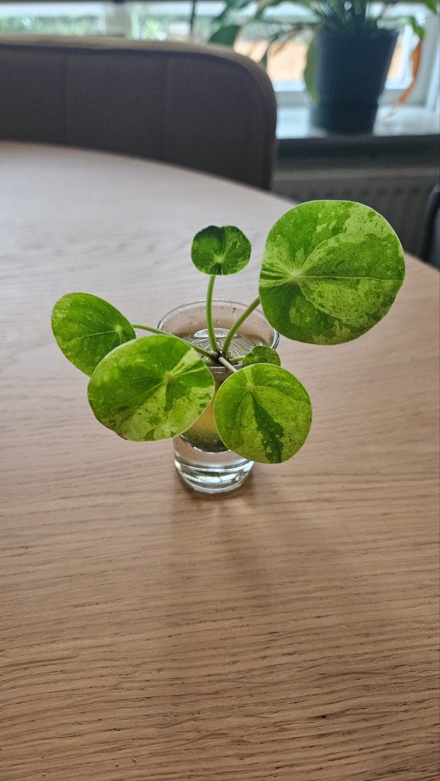 2 stekjes Pilea variegata - zeldzame variant, Ophalen, Overige soorten, Halfschaduw, Minder dan 100 cm