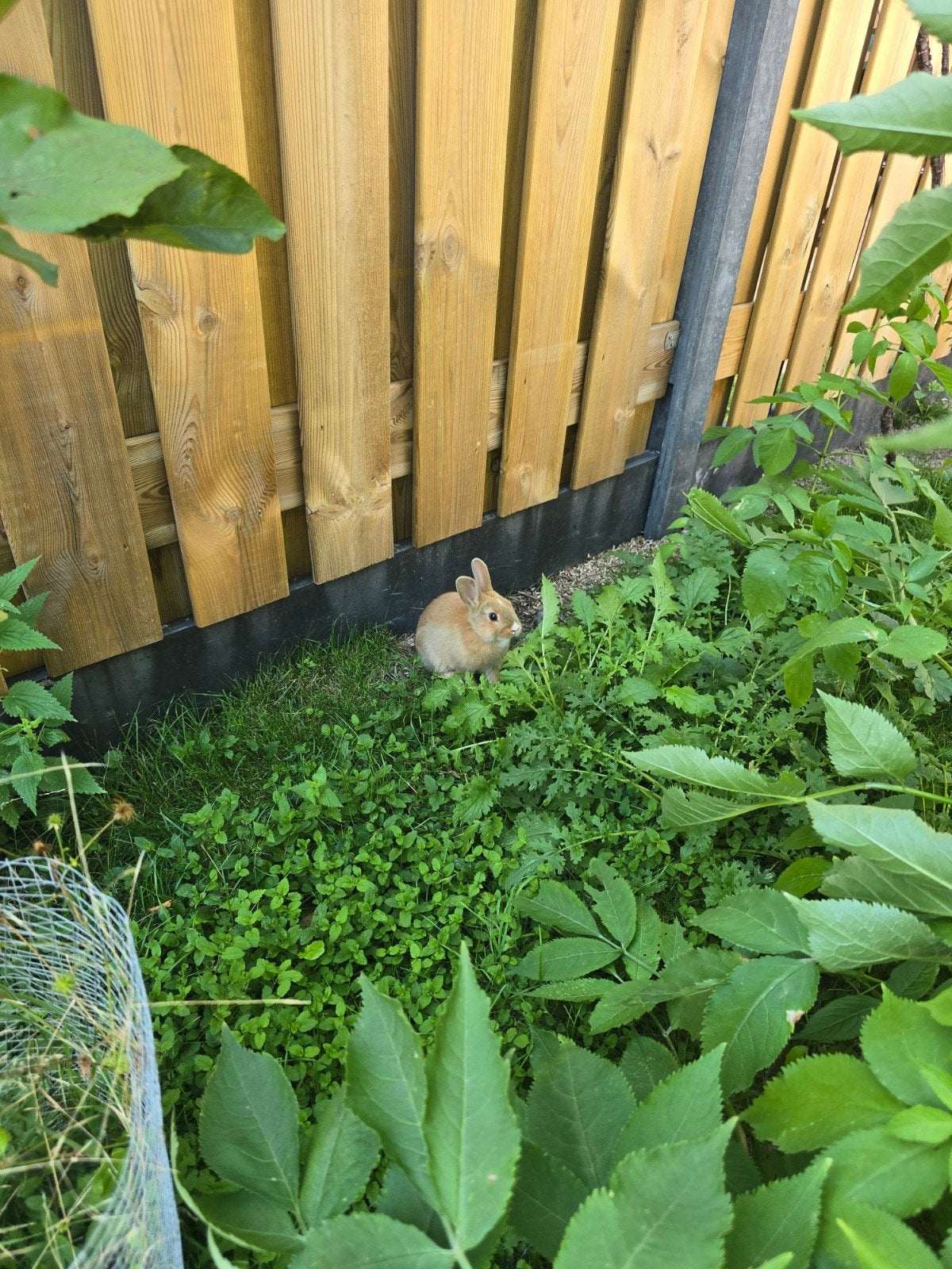 baby bunnies, Mannelijk, Eend
